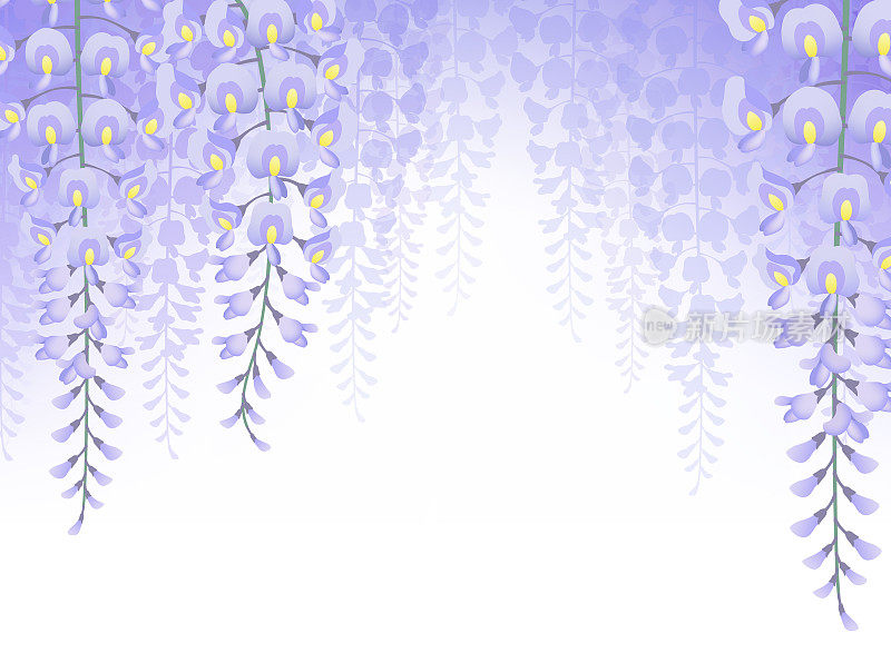 Background material of blooming violet wisteria flowers